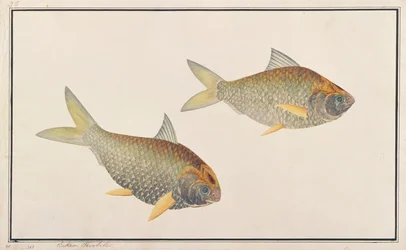 Sábalo, de Dibujos de peces de Malaca, c.1805-18